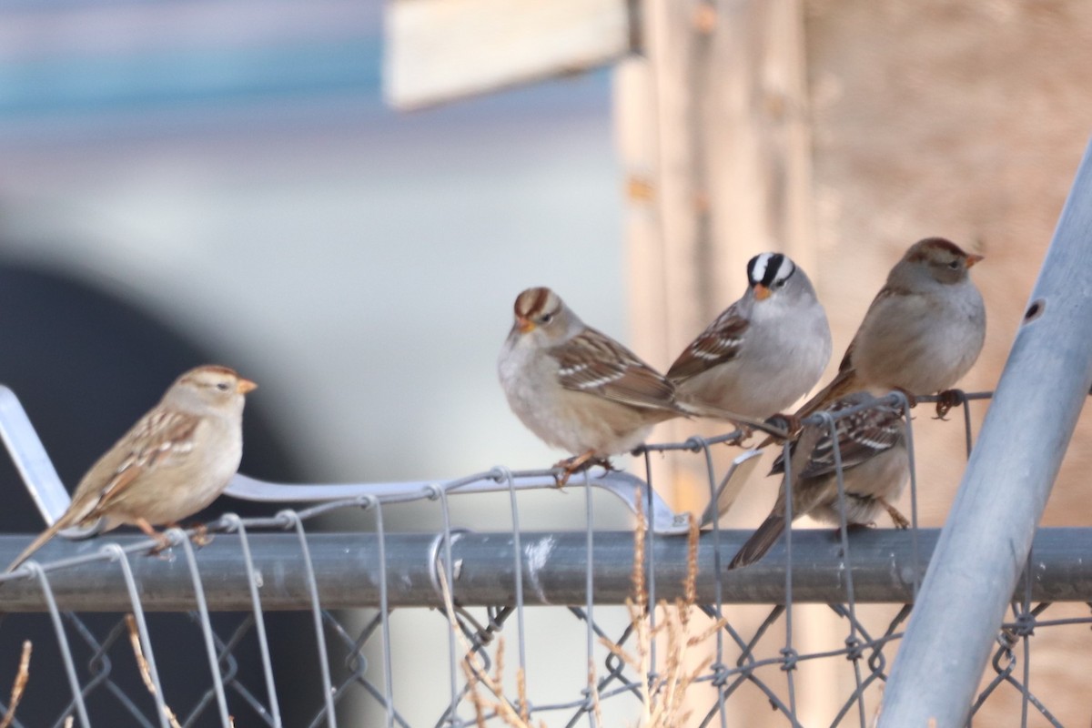 White-crowned Sparrow - ML381091321