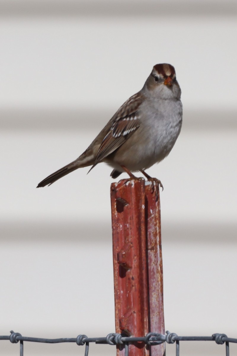White-crowned Sparrow - ML381091381