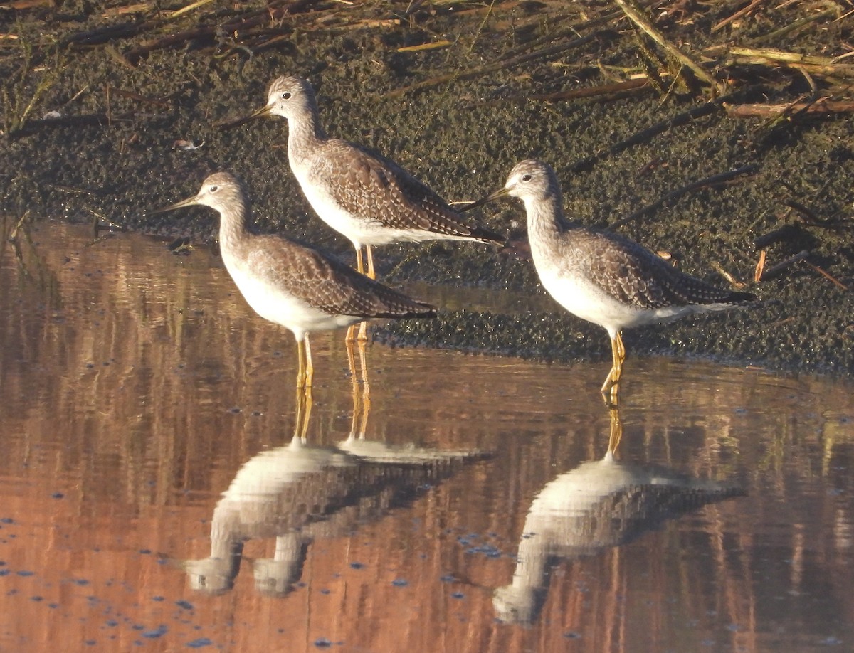 Greater Yellowlegs - Pair of Wing-Nuts