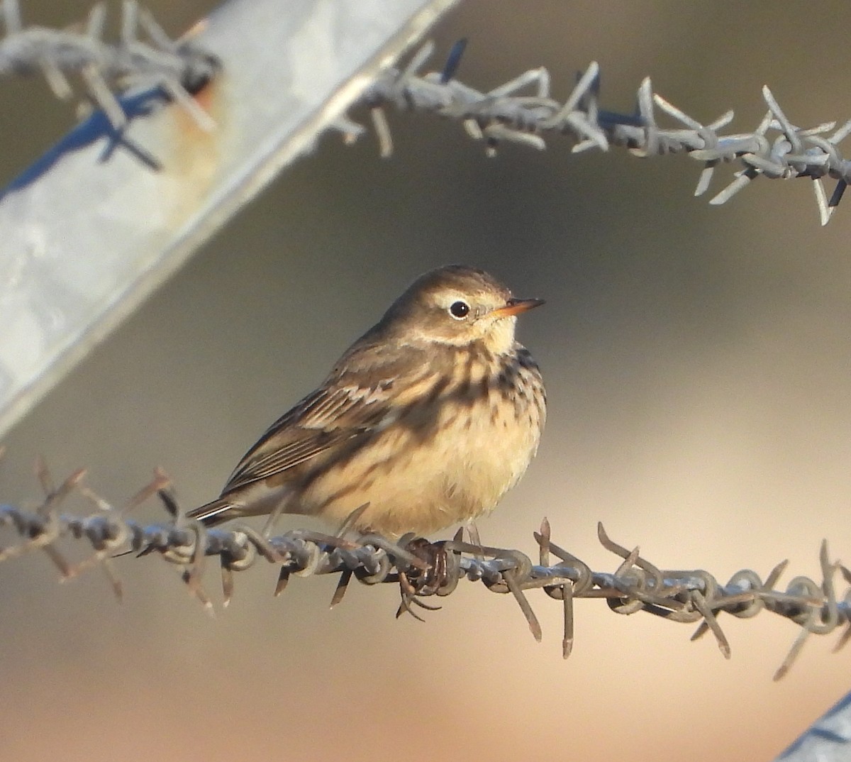 American Pipit - Pair of Wing-Nuts