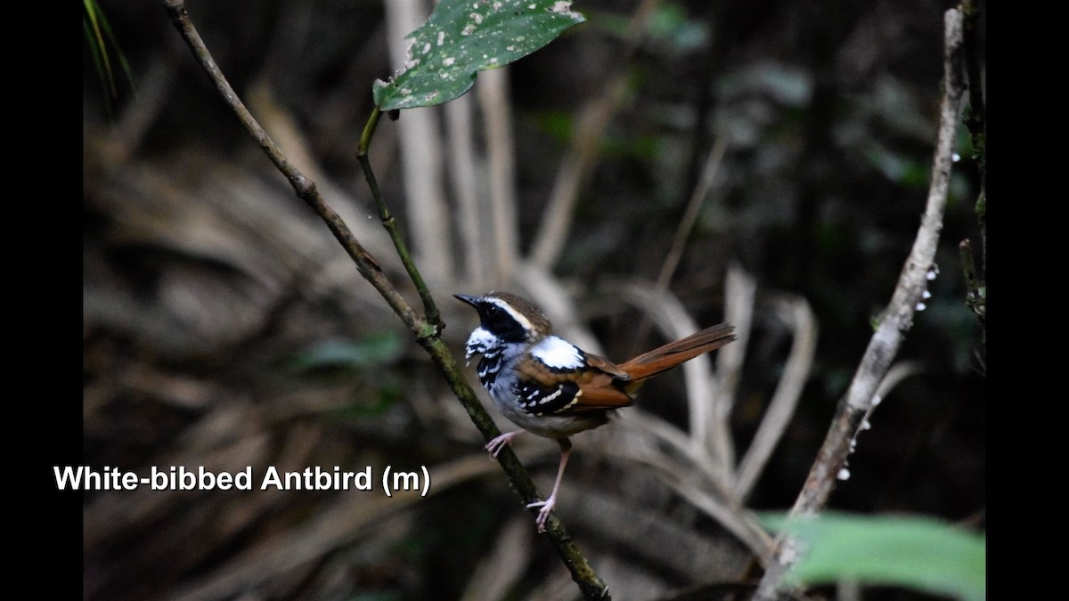 White-bibbed Antbird - ML381094821