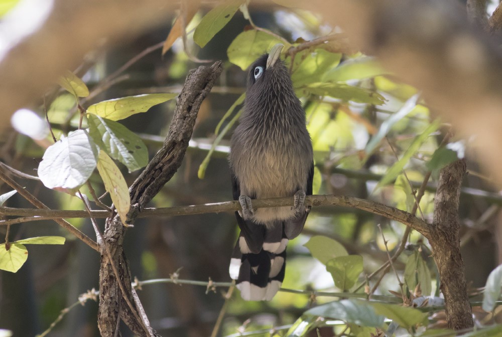 Blue-faced Malkoha - ML38109711