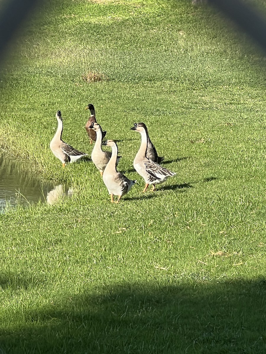 Schwanen- x Kanadagans (Hybrid) - ML381097941