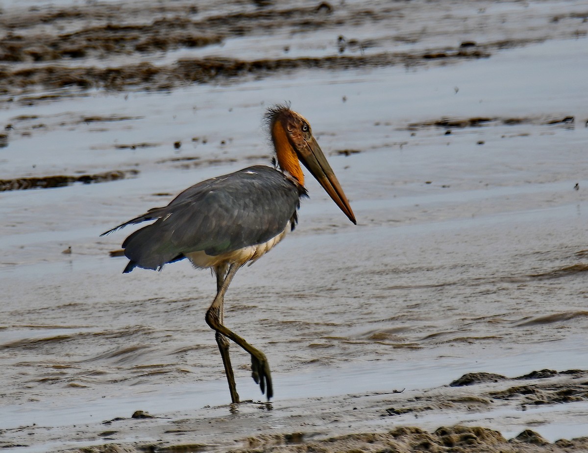 Lesser Adjutant - ML381097971