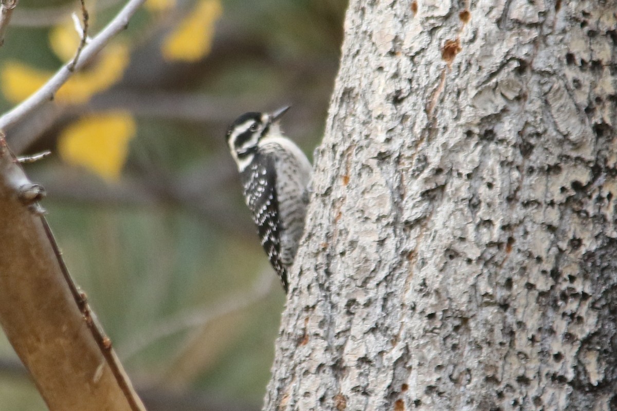 Nuttall's Woodpecker - Louis Hoeniger