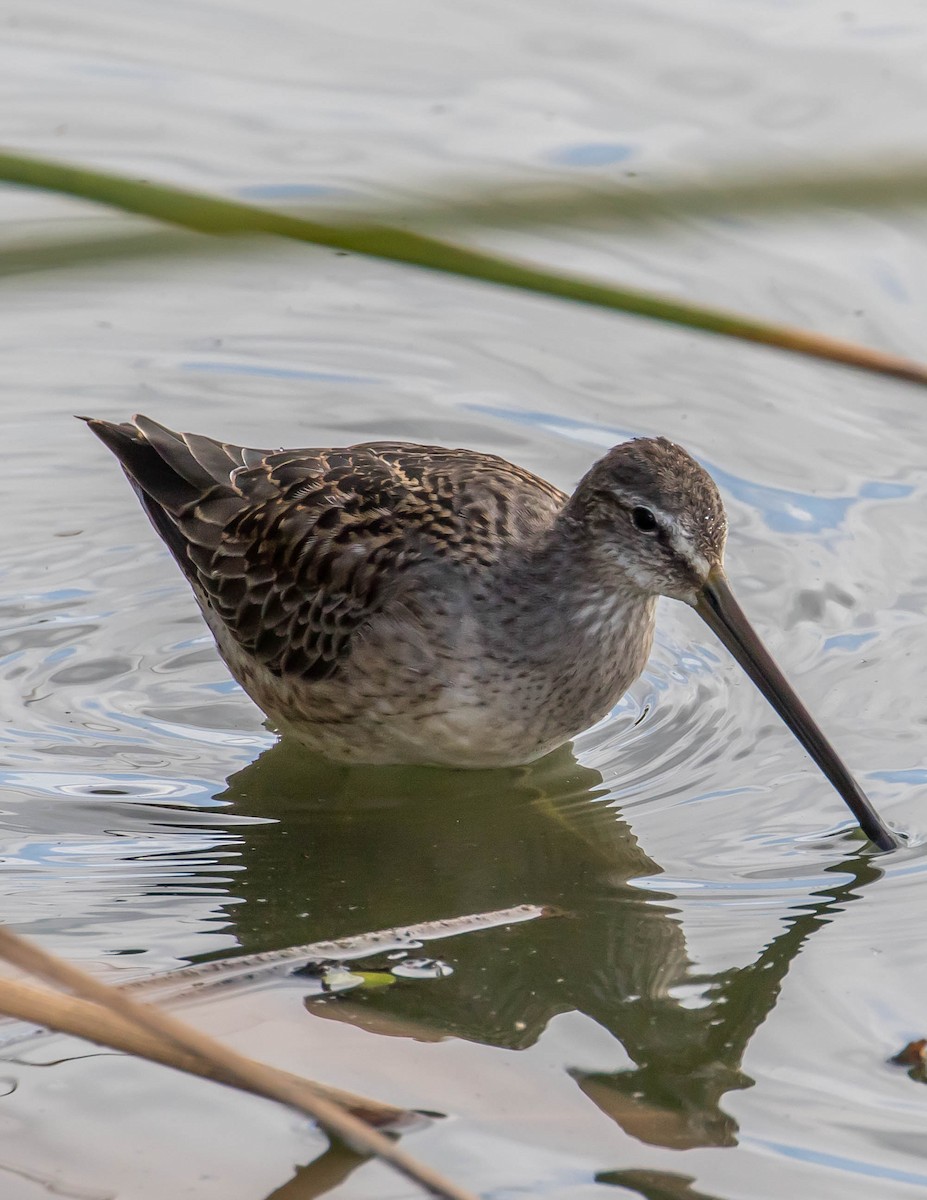 Long-billed Dowitcher - Chris Tosdevin