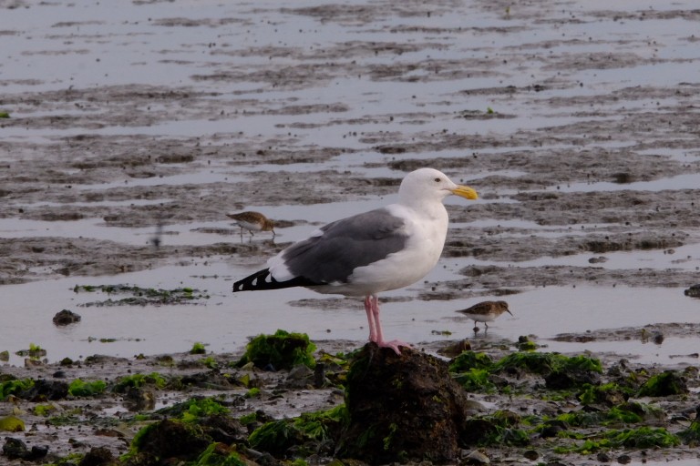 Western Gull - ML381104431