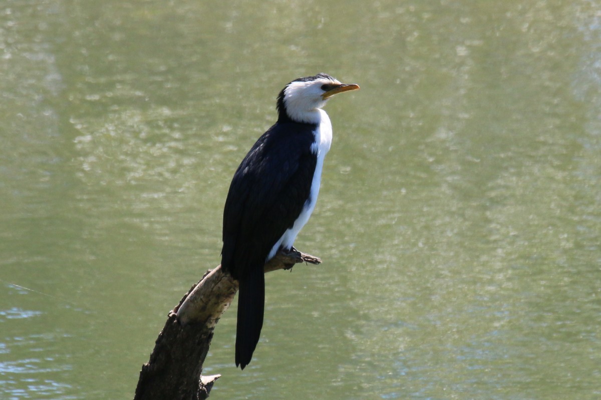 Little Pied Cormorant - ML381107041