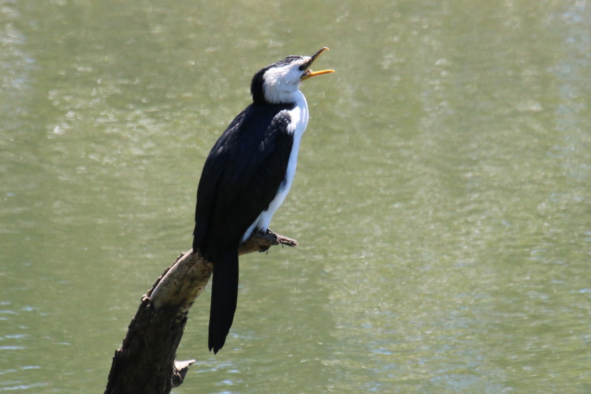 Little Pied Cormorant - ML381107051