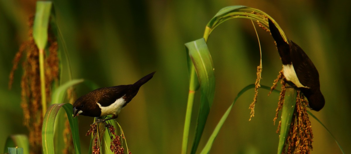 White-rumped Munia - ML381107191