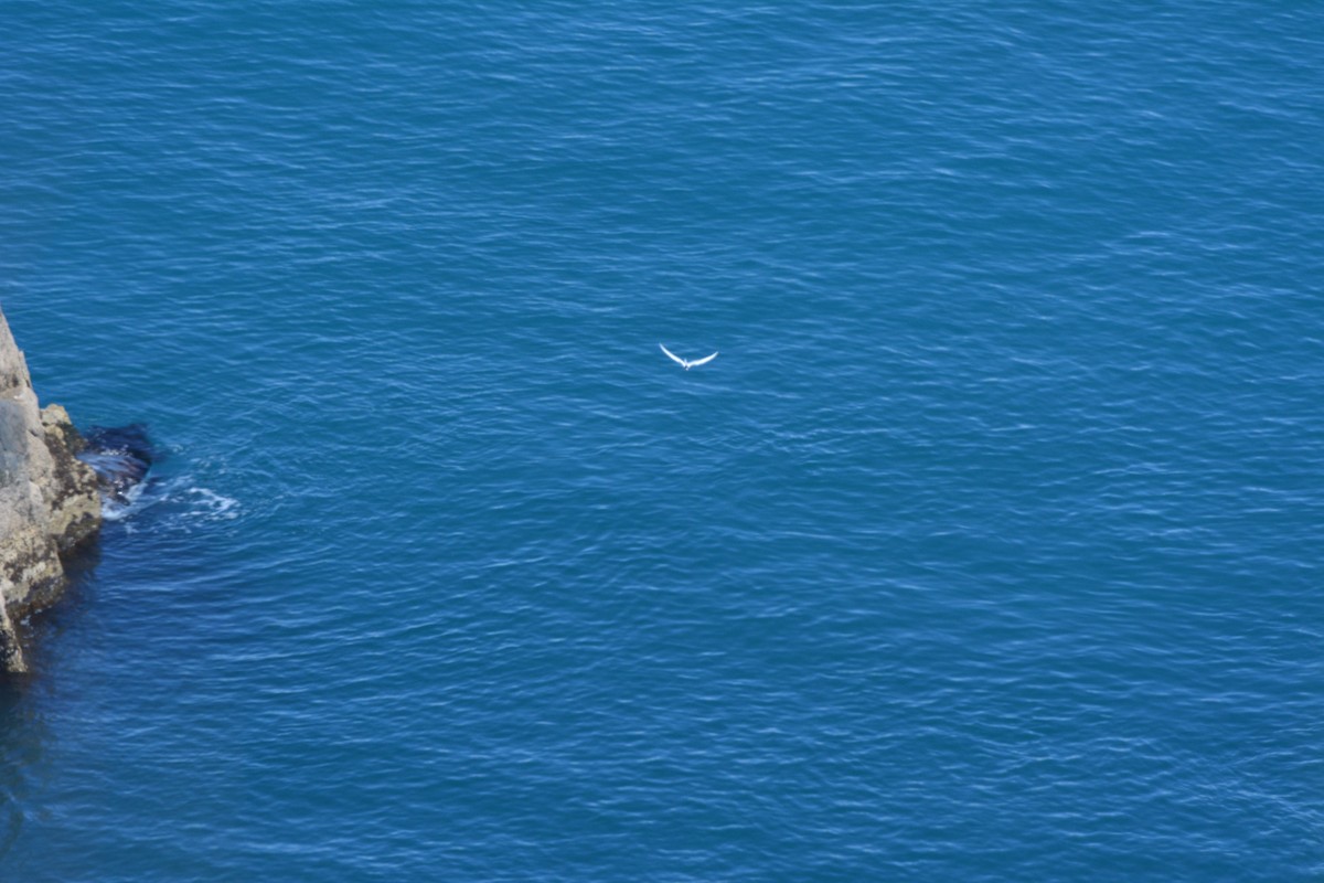 Weißstirn-Seeschwalbe - ML38110791