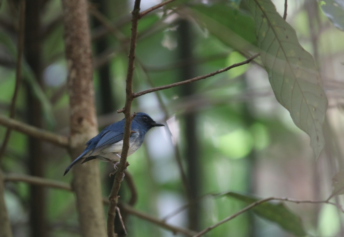 White-bellied Blue Flycatcher - ML381108551