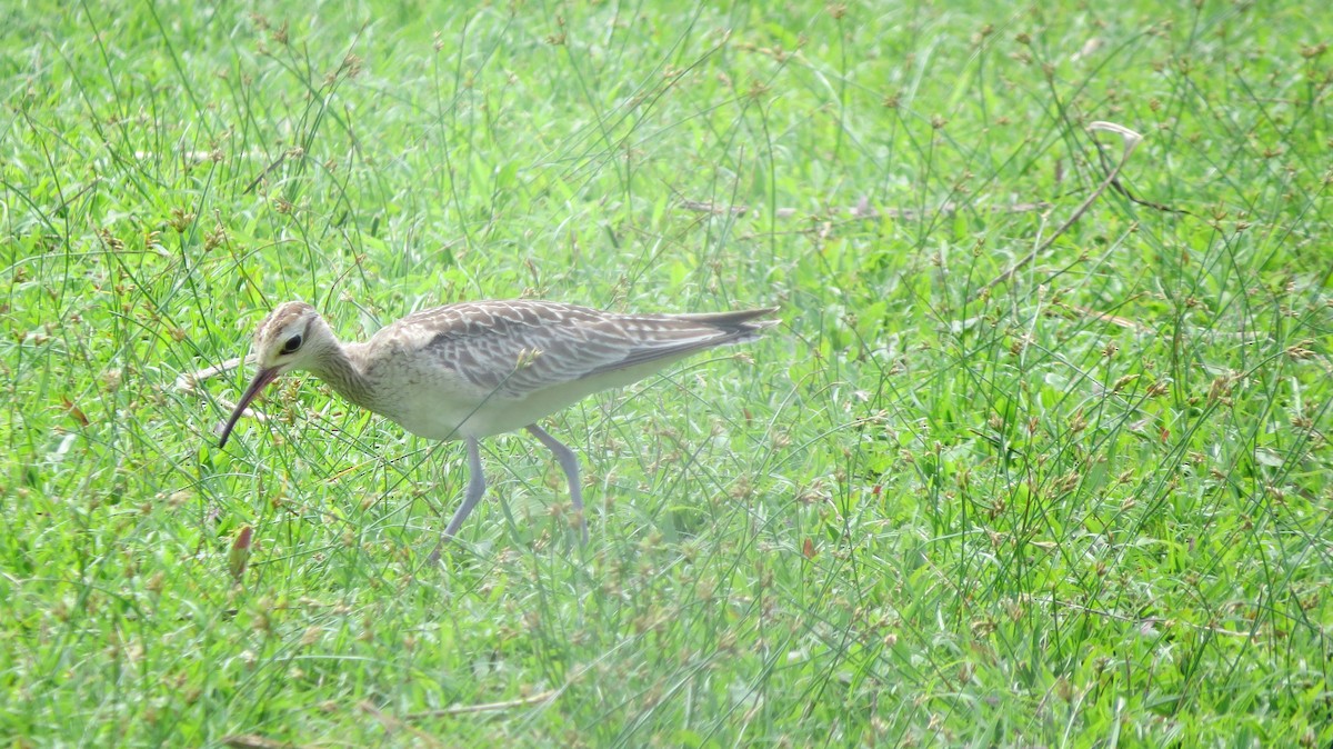 Zwergbrachvogel - ML381109061