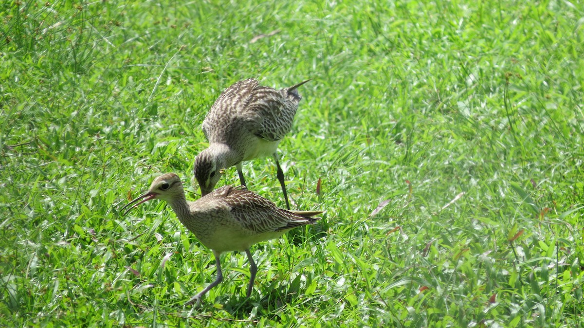 Zwergbrachvogel - ML381109081