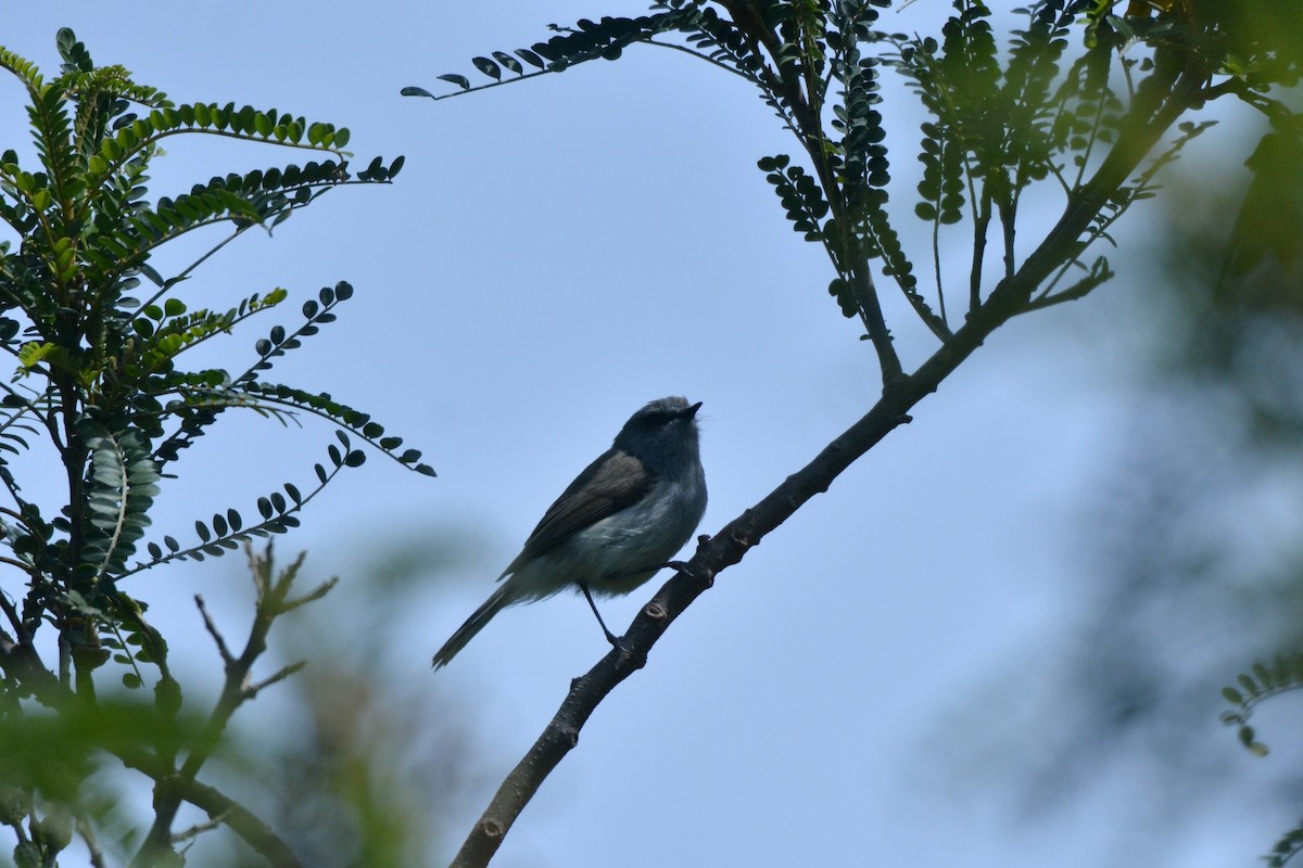 Gray Gerygone - Christopher Stephens