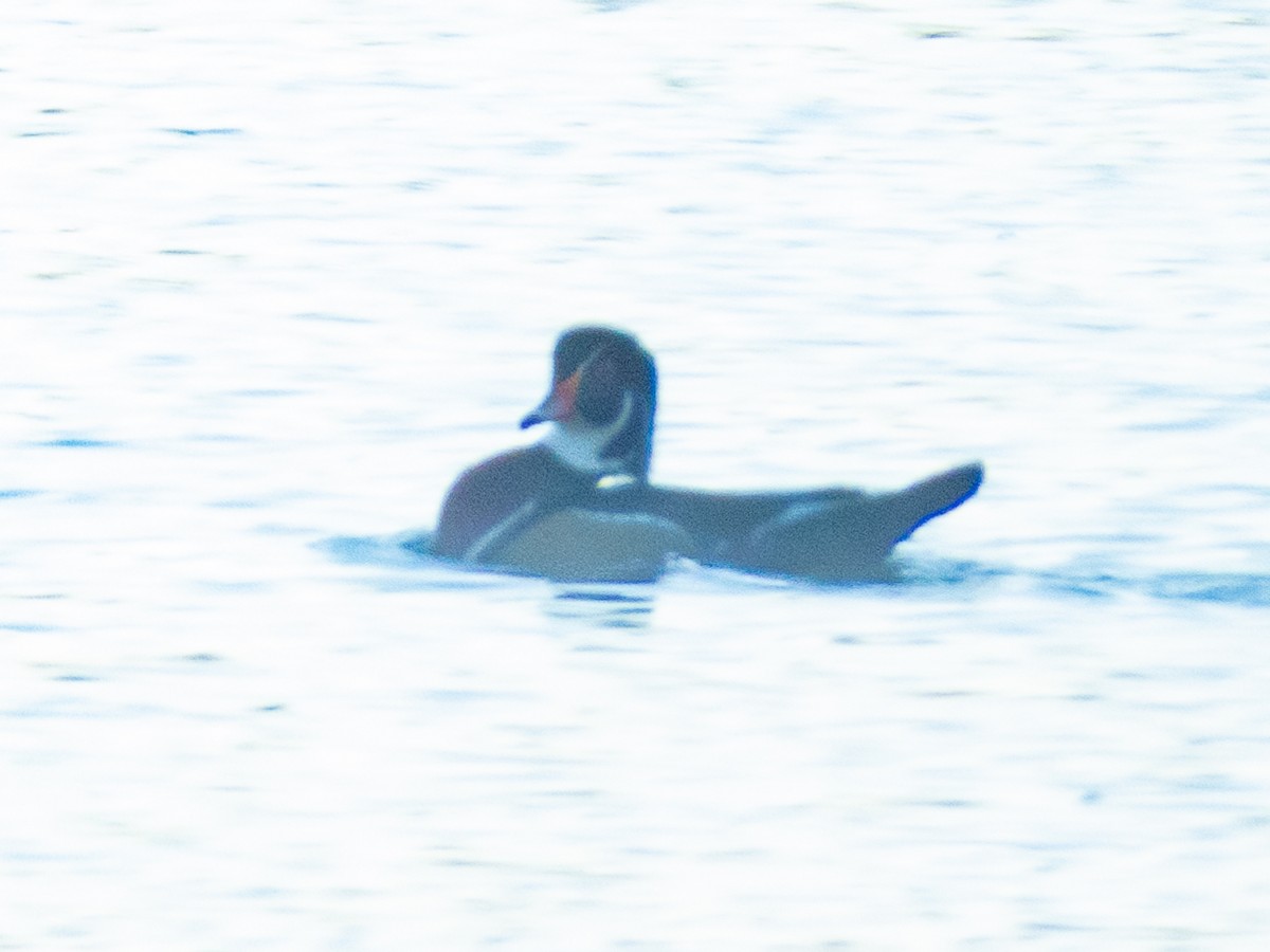 Wood Duck - ML381109611