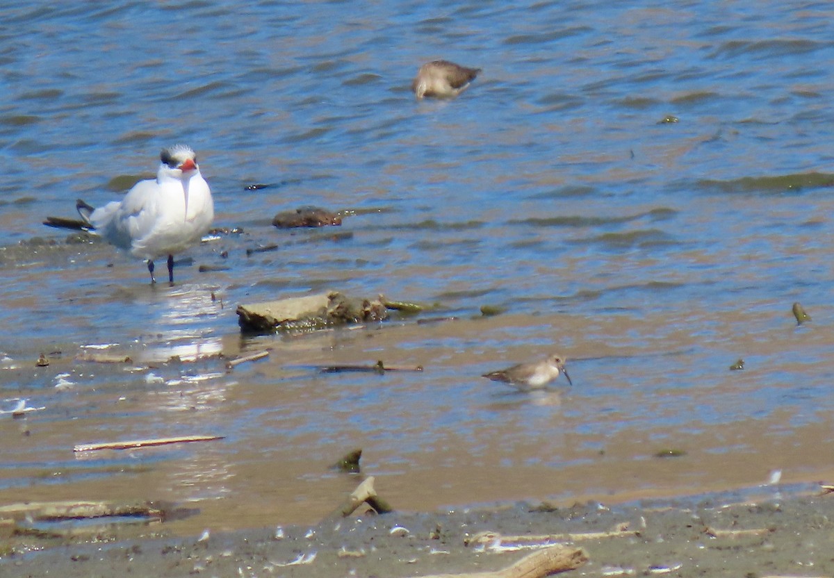 Dunlin - ML381110191