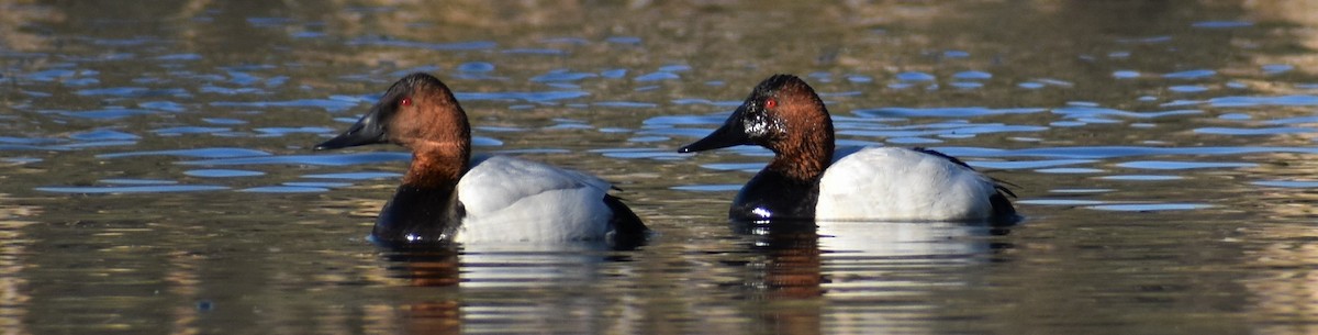 Canvasback - ML381110311