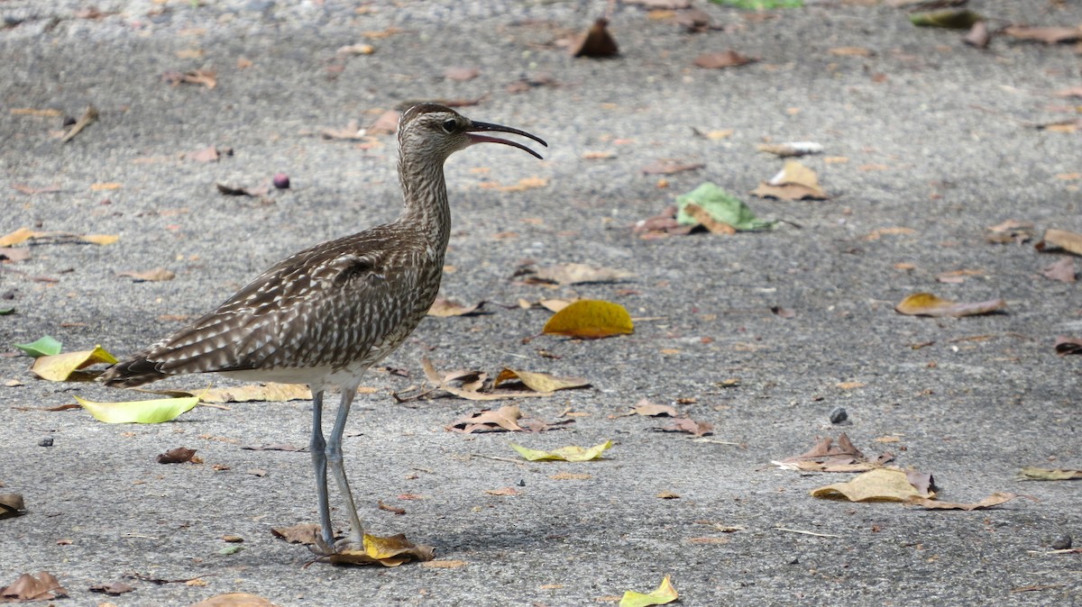 Zwergbrachvogel - ML381111011