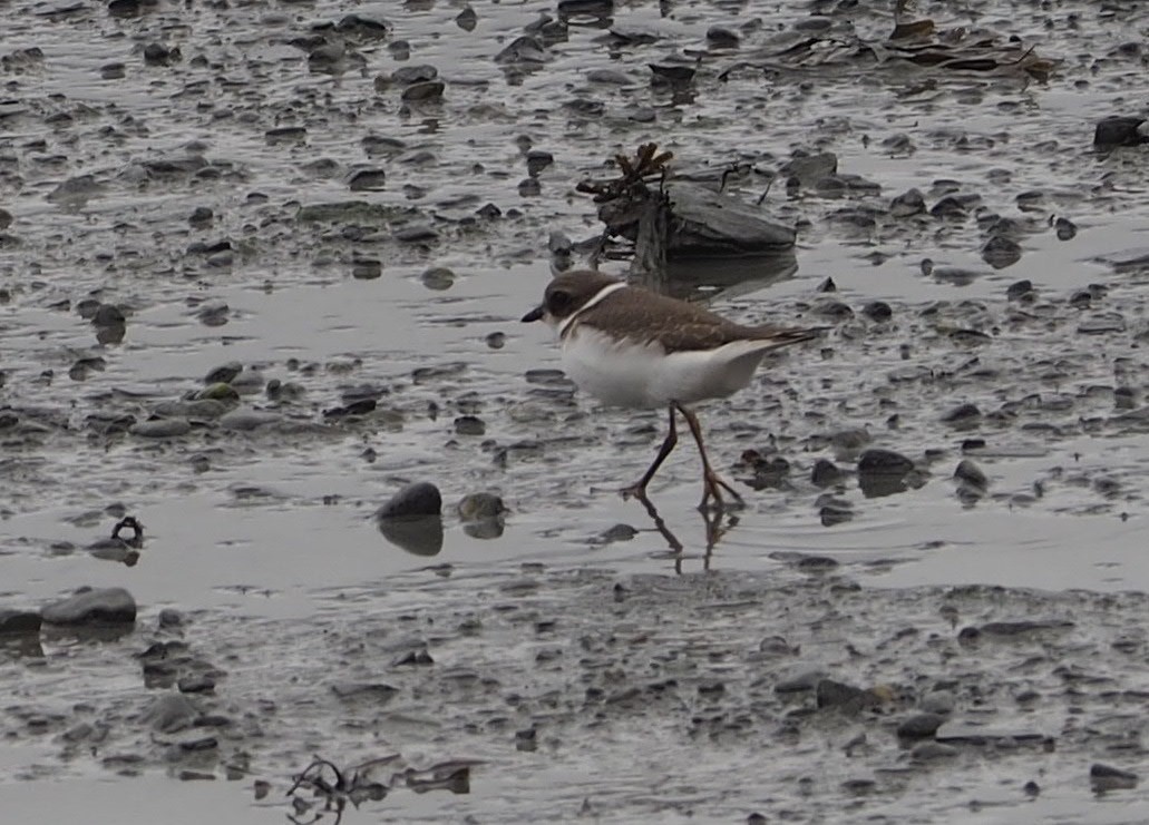 Semipalmated Plover - ML381111281