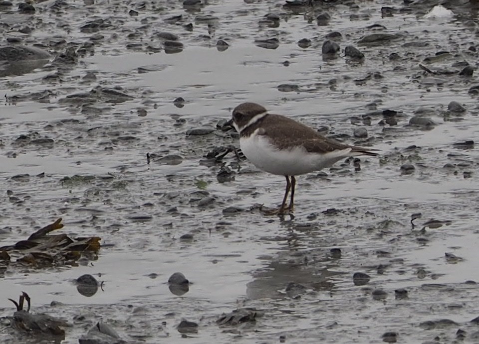 Semipalmated Plover - ML381111311