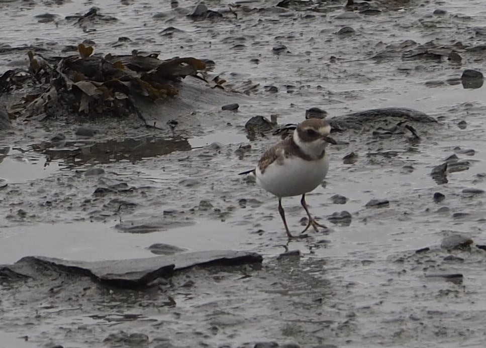 Semipalmated Plover - ML381111341