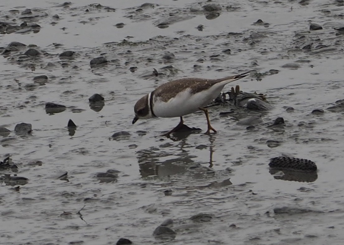 Semipalmated Plover - ML381111351