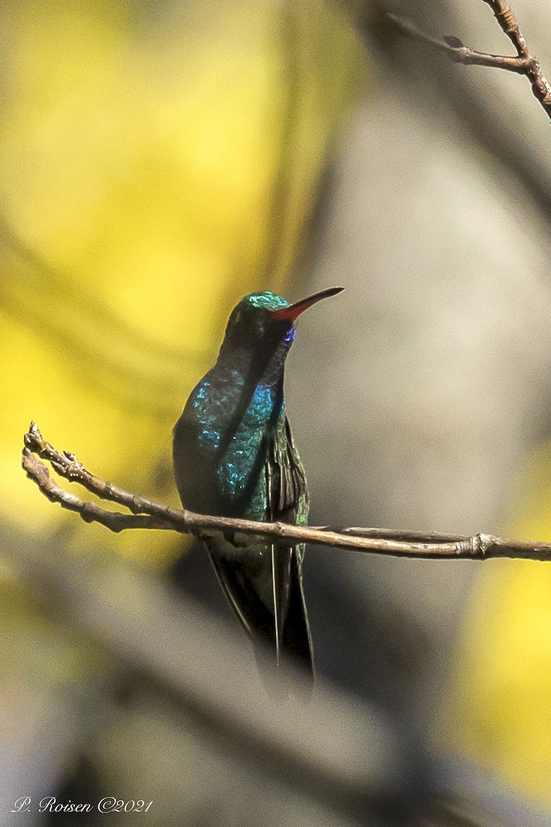 Colibrí Piquiancho Común - ML381111821