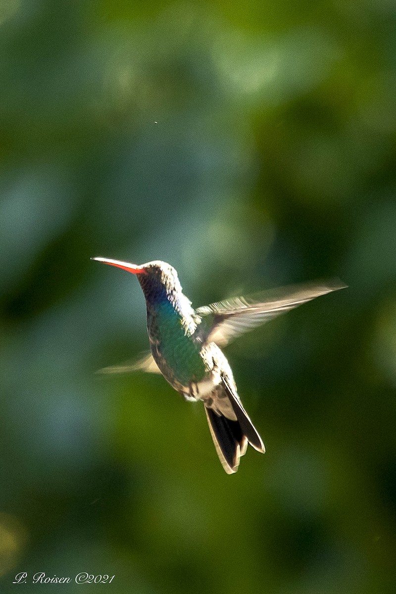 Broad-billed Hummingbird - ML381111851