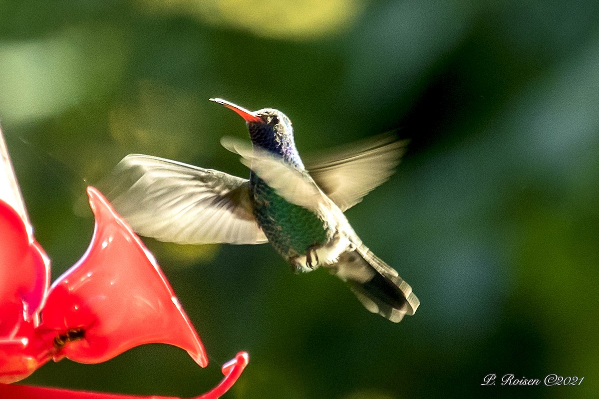 Broad-billed Hummingbird - ML381111901