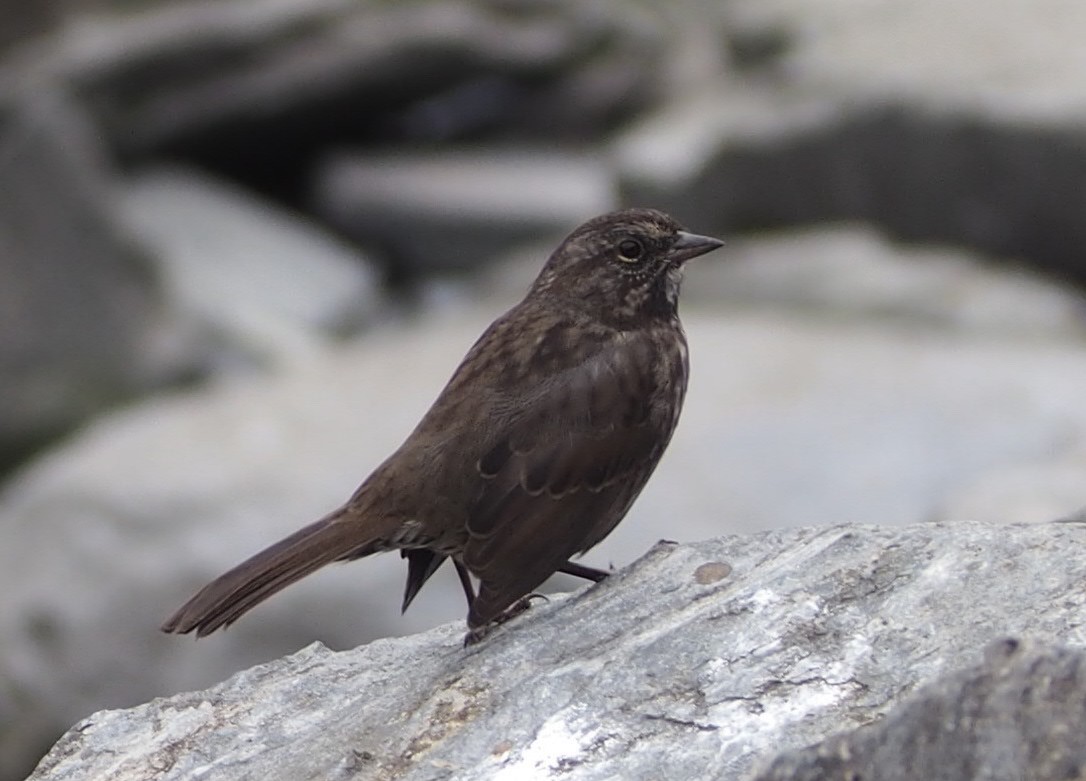 Song Sparrow - ML381112571