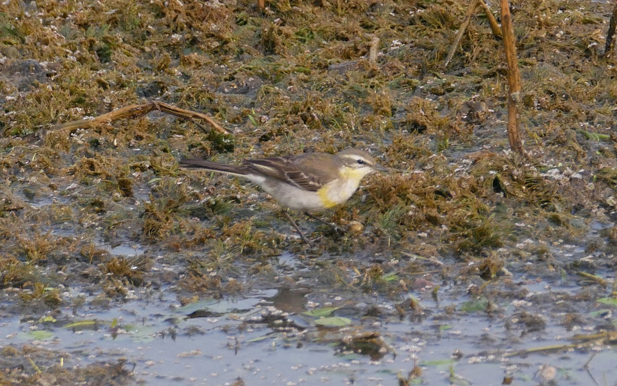 Western Yellow Wagtail - Sandeep Biswas