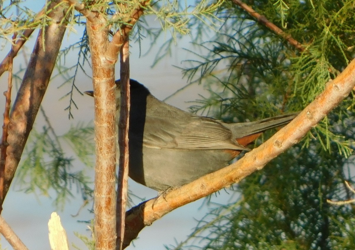 Gray Catbird - ML381113901