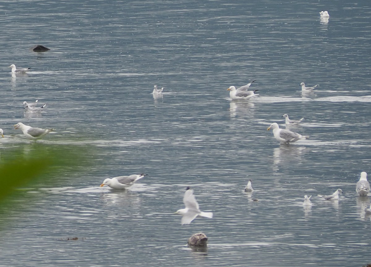 Bonaparte's Gull - ML381114641