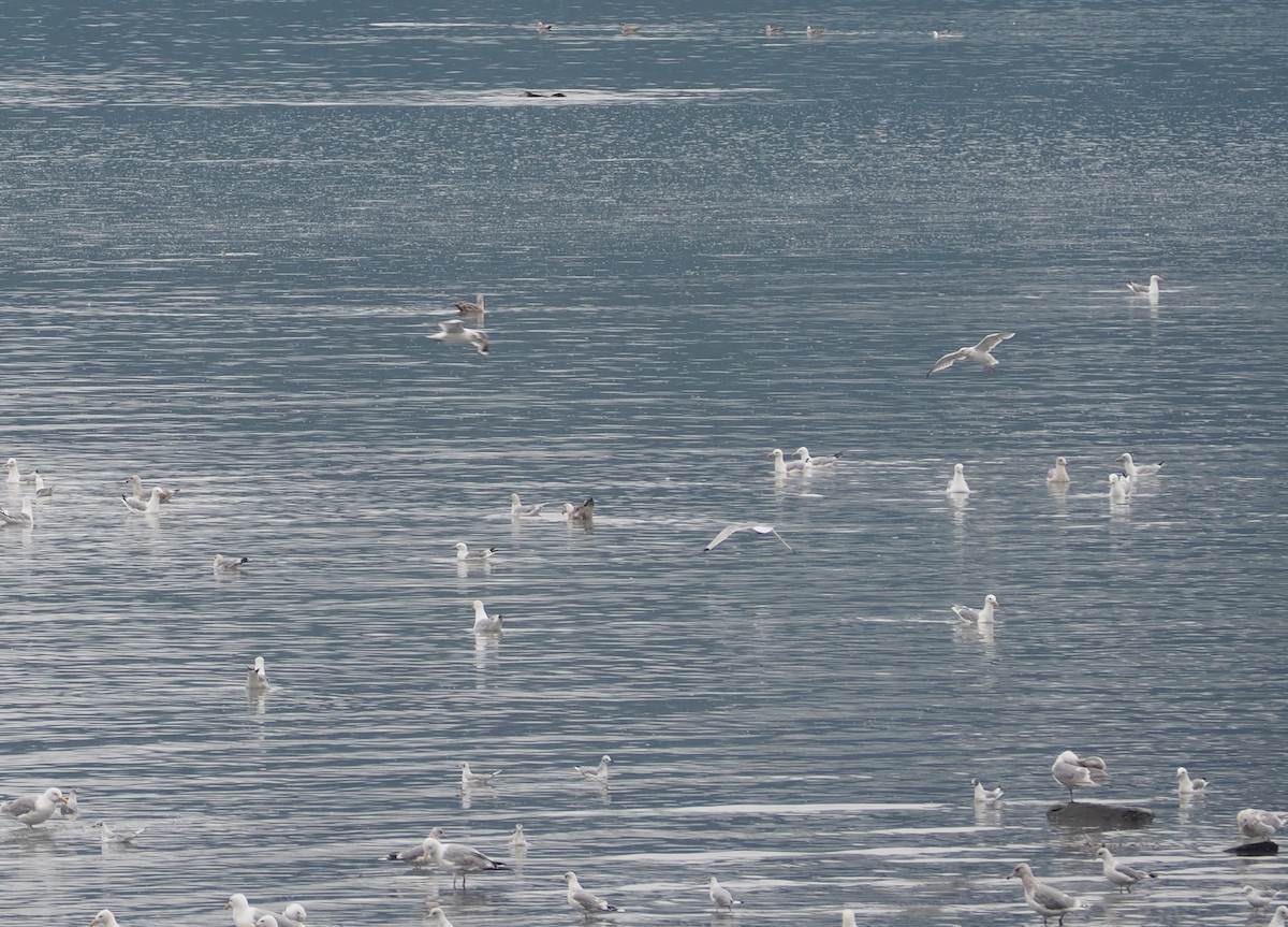 Bonaparte's Gull - ML381114651