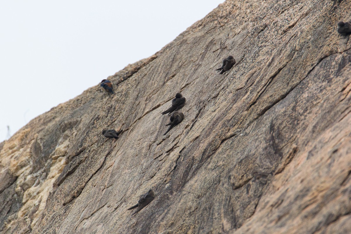 Dusky Crag-Martin - Adithya Bhat