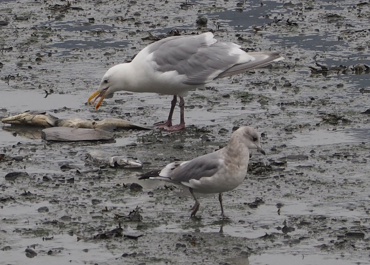 Short-billed Gull - ML381114911