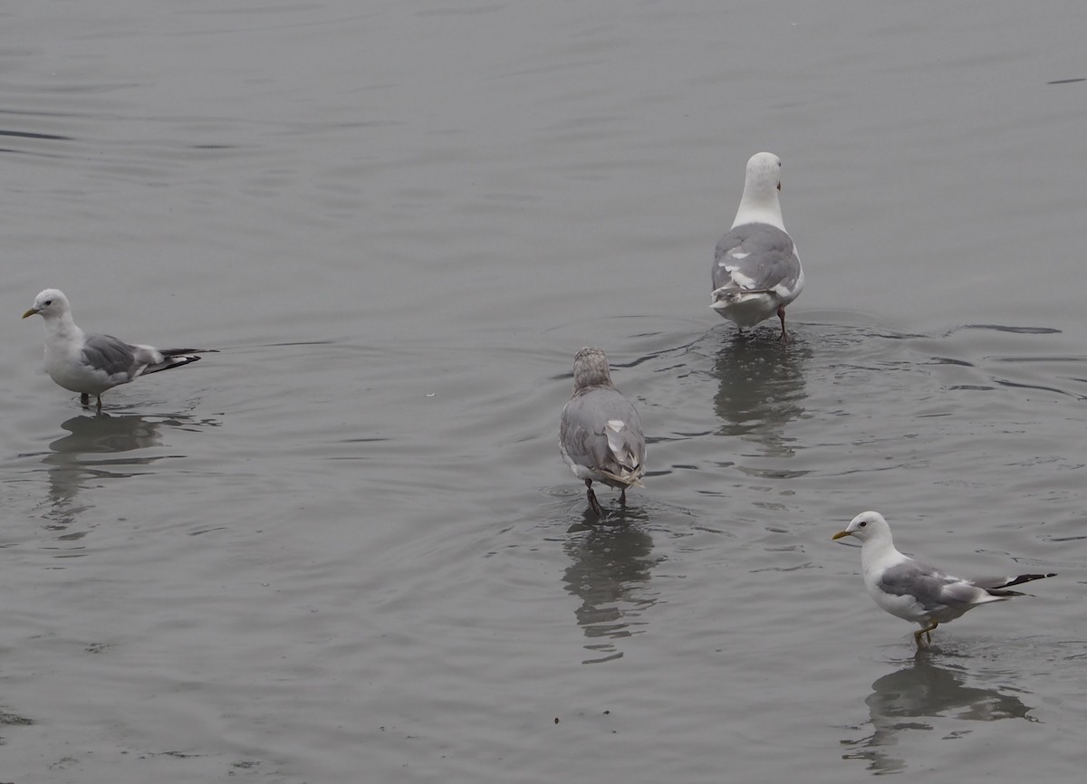 Short-billed Gull - ML381114931