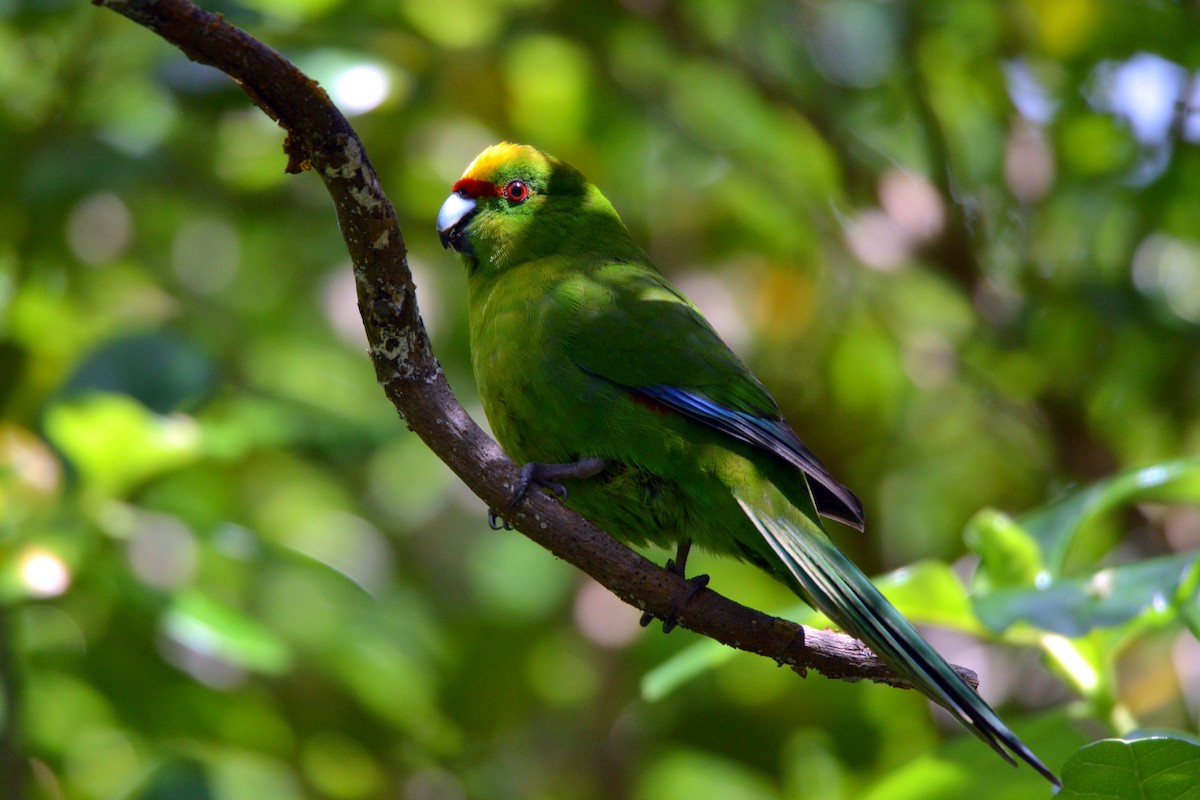 Yellow-crowned Parakeet - ML38111621