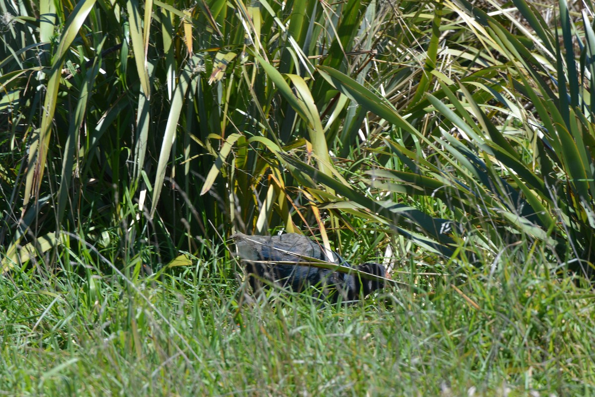 South Island Takahe - ML38111701