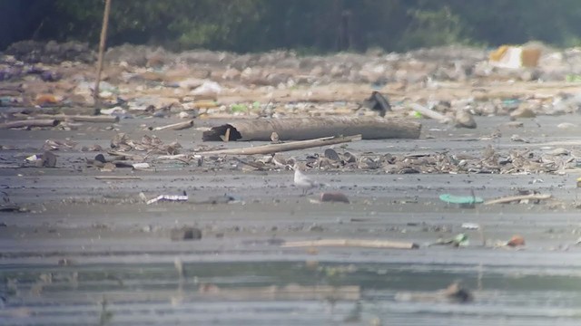 Little Gull - ML381117851