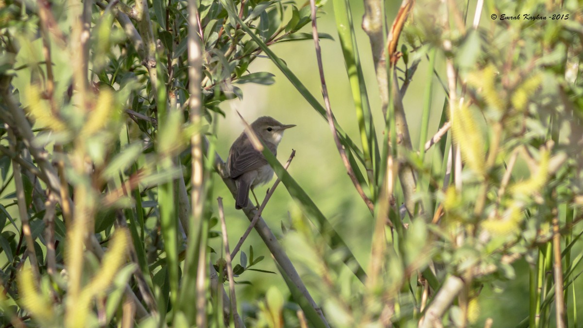 Sykes's Warbler - Emrah Kayhan