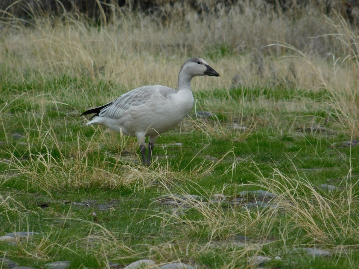 Snow Goose - ML38111911