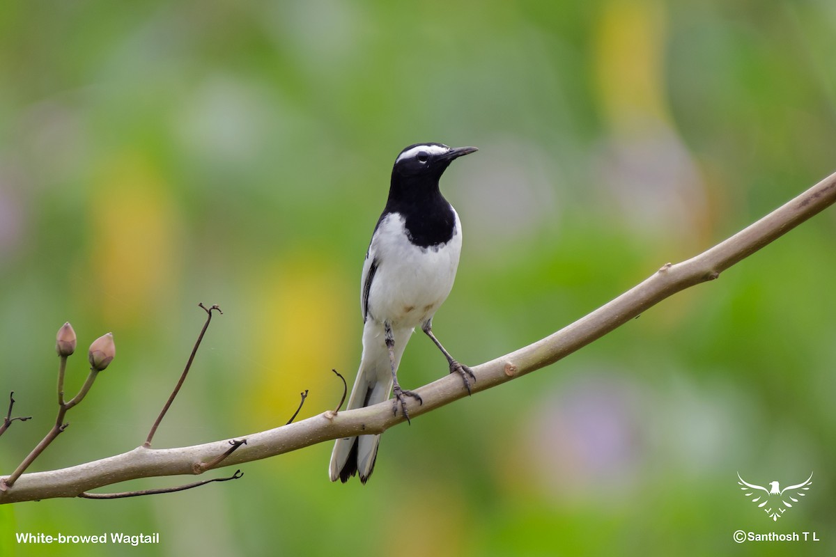 White-browed Wagtail - Santhosh T L