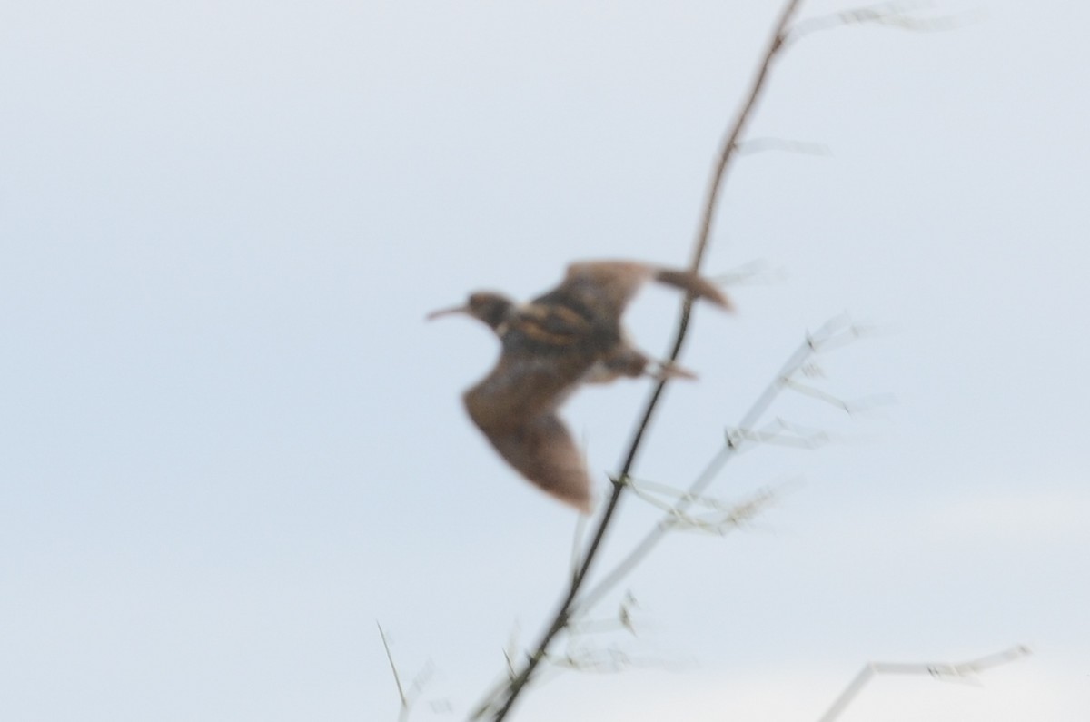 Greater Painted-Snipe - ML38112381