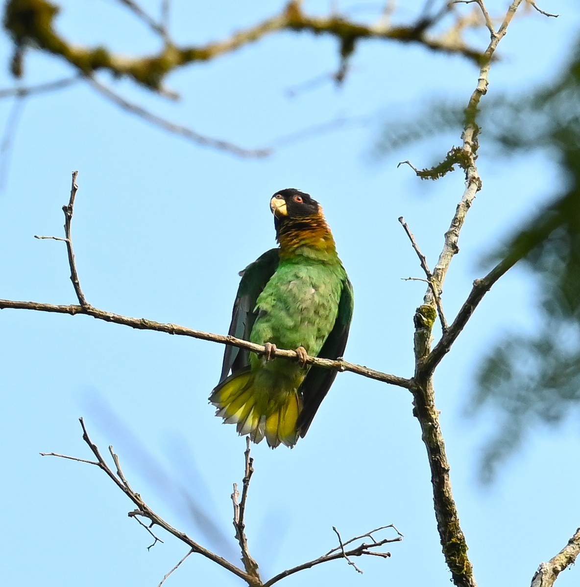 Caica Parrot - Simon van der Meulen