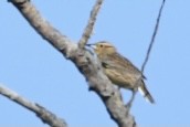 Eastern Meadowlark (Eastern) - ML381124851