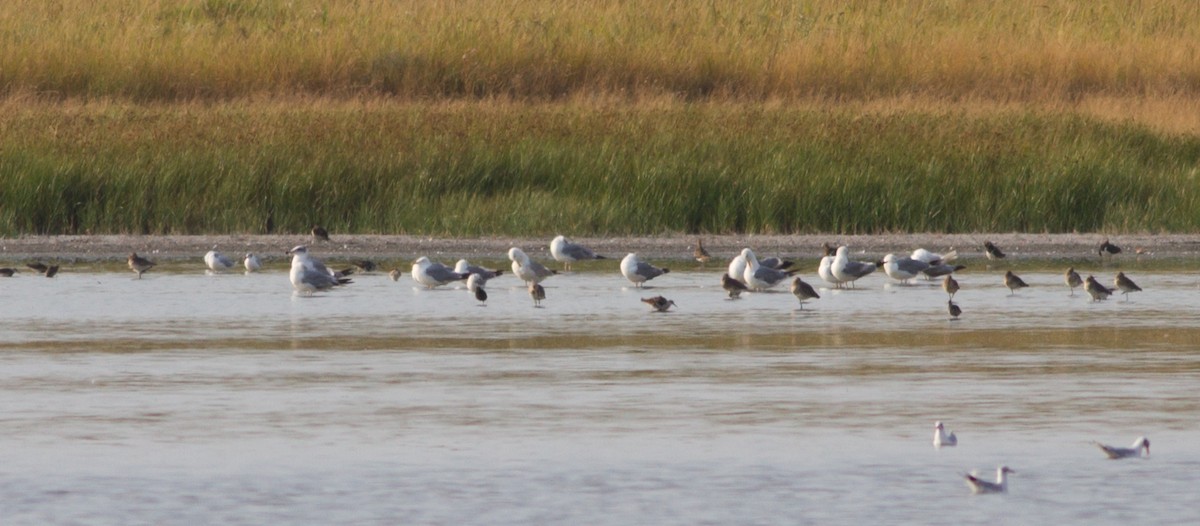 Goéland ichthyaète - ML381125051