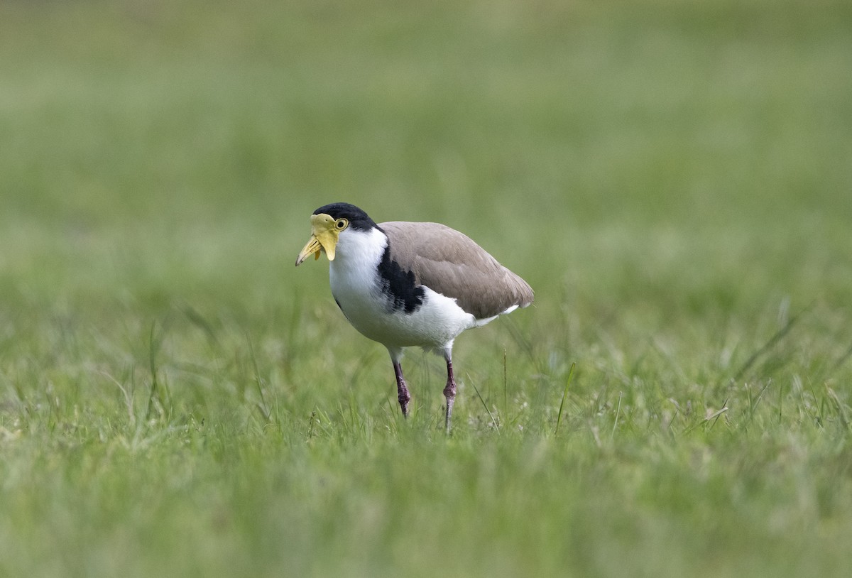 Masked Lapwing - Melissa Nicholas