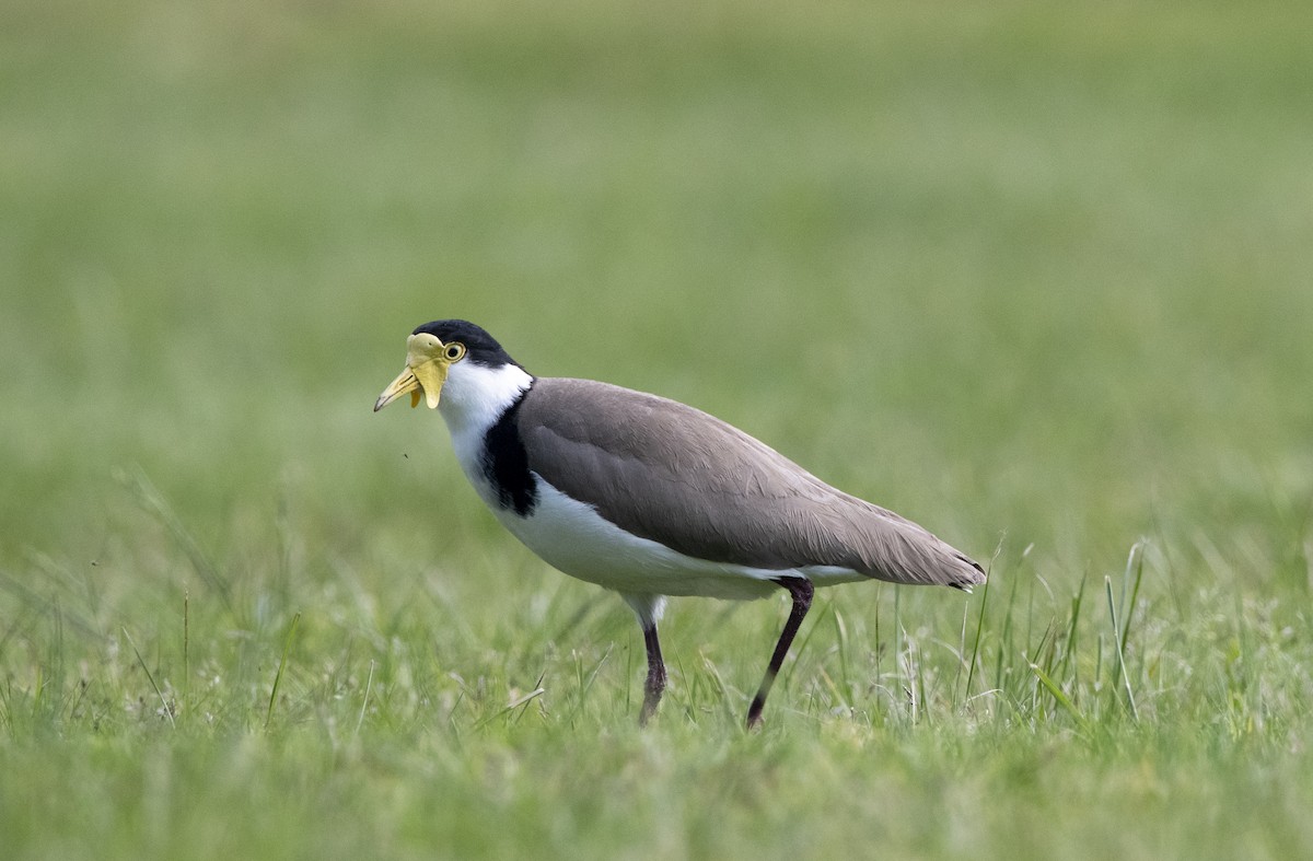 Masked Lapwing - ML381127081